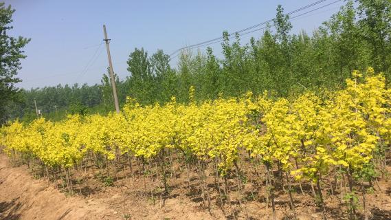 明光市市委书记被问鼎娱乐企业文化深深感动 | 深入沟通合作空间广阔